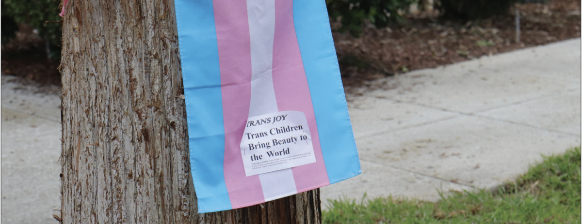 A transgender pride fl ag hangs on a tree on campus as part of the Trans Day of Visibility Project from four departments at SJSU celebrating trans joy in the community.